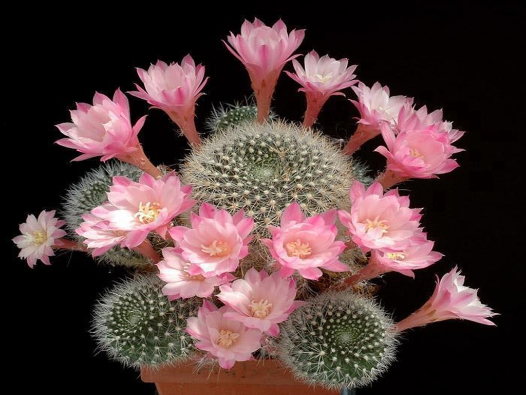 cactus-em-flor.jpg